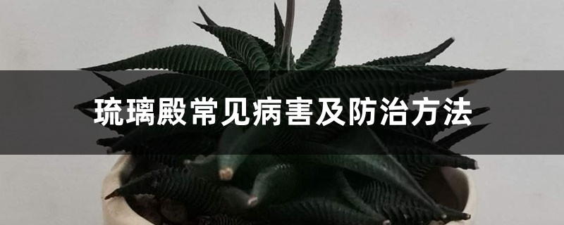 琉璃殿常見(jiàn)病害及防治方法