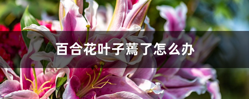 百合花葉子蔫了怎么辦