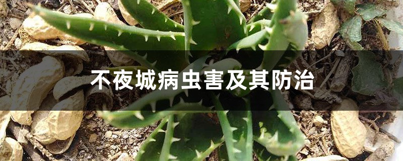 不夜城病蟲(chóng)害及其防治