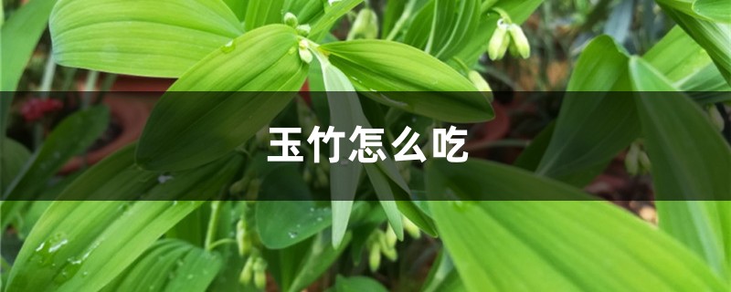 玉竹怎么吃，玉竹的功效