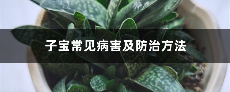 子寶常見(jiàn)病害及防治方法