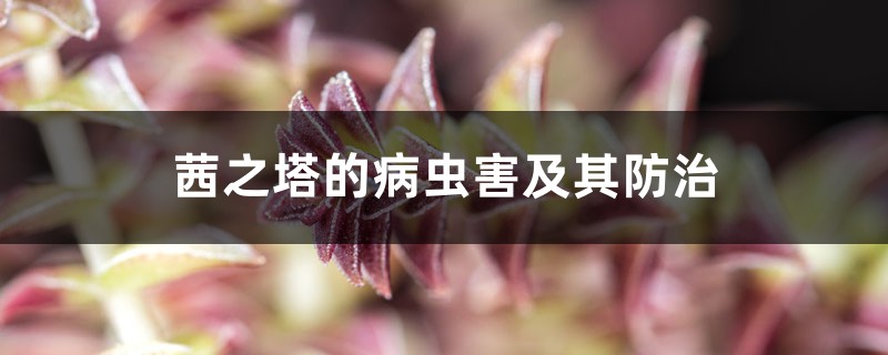 茜之塔的病蟲(chóng)害及其防治