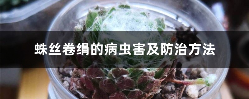 蛛絲卷絹的病蟲(chóng)害及防治方法