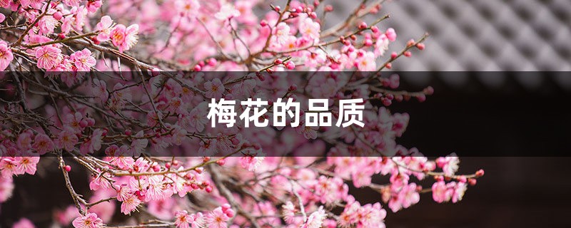 梅花的品質(zhì)，梅花的象征意義是什么