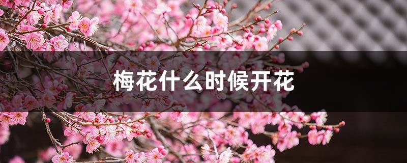 梅花什么時候開花，梅花在什么季節(jié)開放