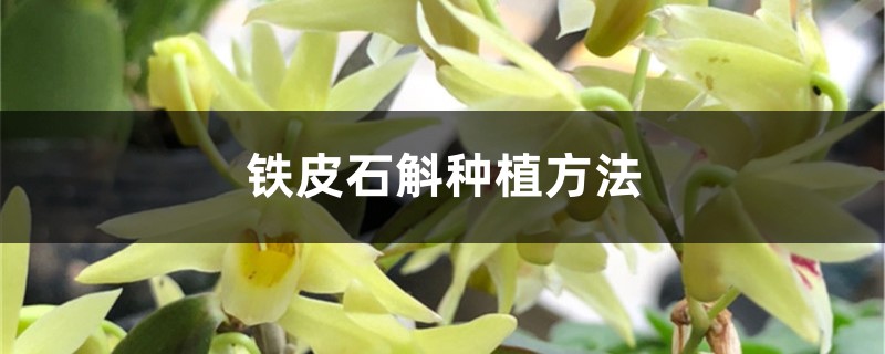 鐵皮石斛種植方法，鐵皮石斛怎么養(yǎng)