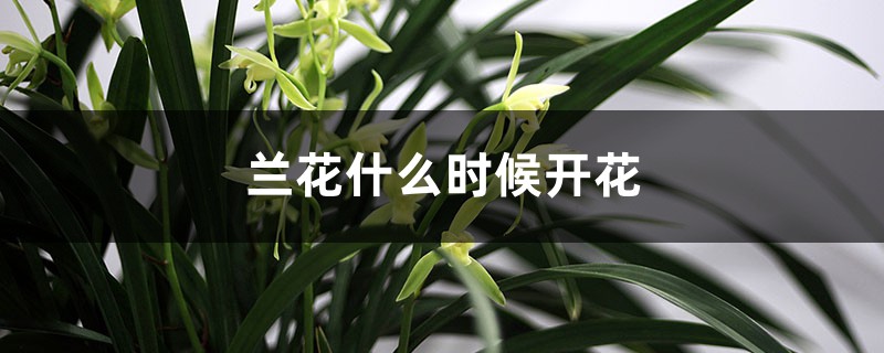 蘭花什么時(shí)候開花，蘭花幾月開花