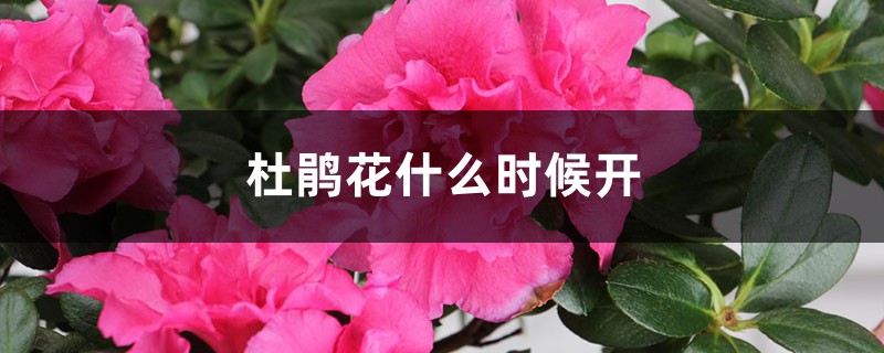 杜鵑花什么時候開，杜鵑圖片