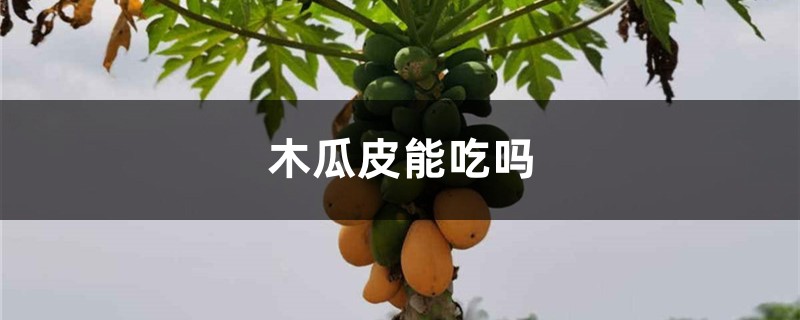 木瓜皮能吃嗎