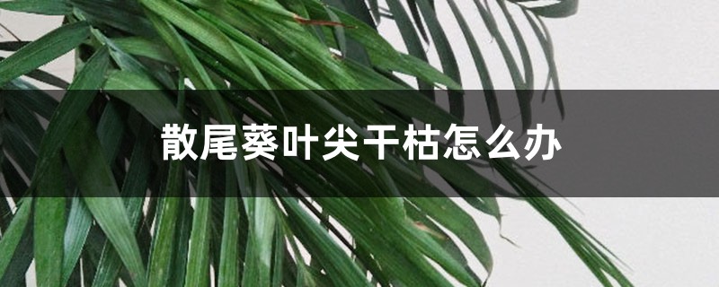 散尾葵葉尖干枯怎么辦