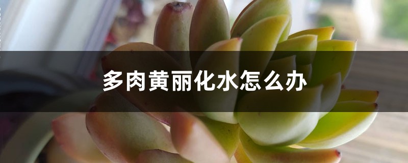 多肉黃麗化水怎么辦