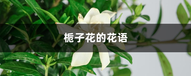 梔子花的花語，梔子花花期