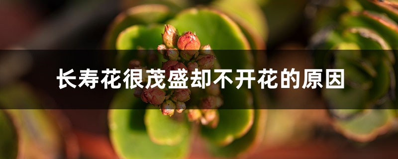 長壽花很茂盛卻不開花的原因