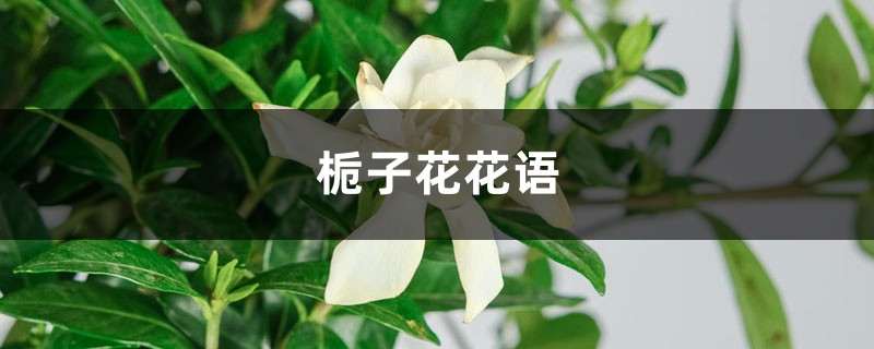 梔子花花語，梔子花的寓意