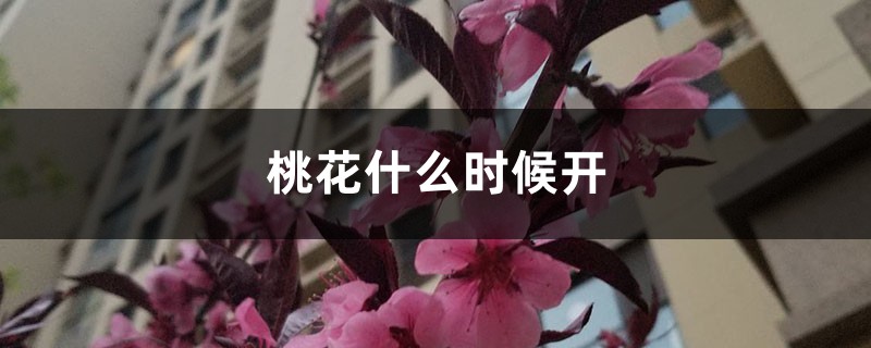 桃花什么時候開，桃花圖片