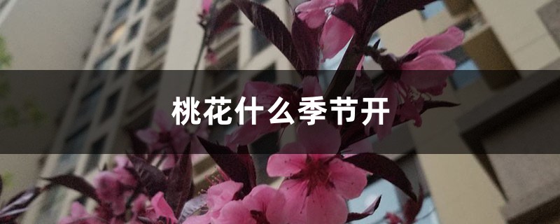 桃花什么季節(jié)開，桃花像什么