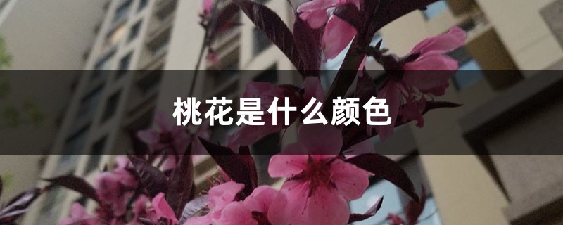 桃花是什么顏色，桃花什么季節(jié)開花