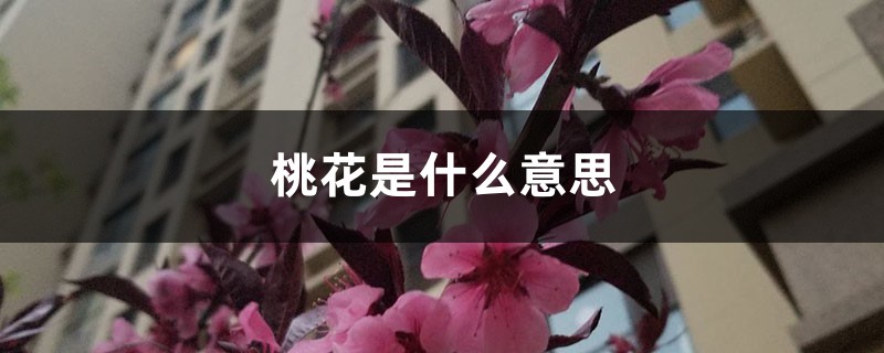 桃花是什么意思，桃花的圖片