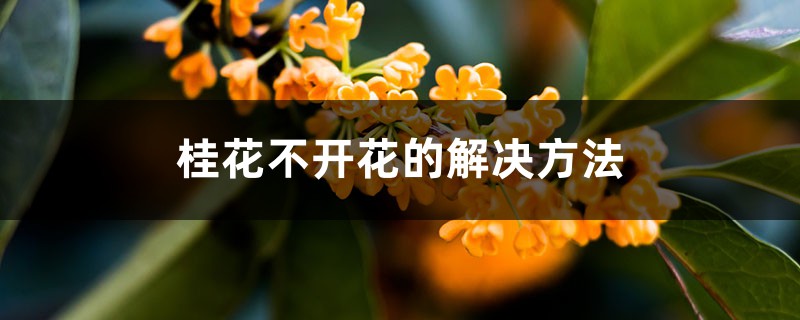 桂花不開花的解決方法