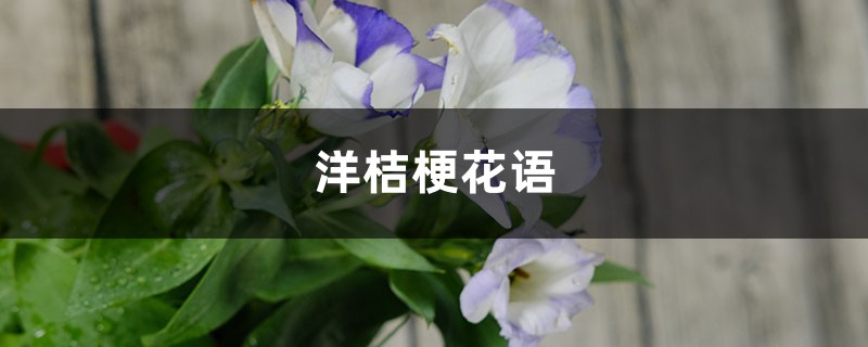 洋桔?；ㄕZ，洋桔梗的種植方法