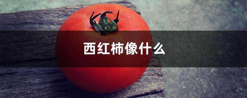 西紅柿像什么，西紅柿有什么營(yíng)養(yǎng)