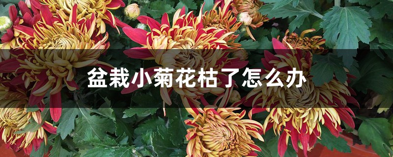 盆栽小菊花枯了怎么辦，是什么原因