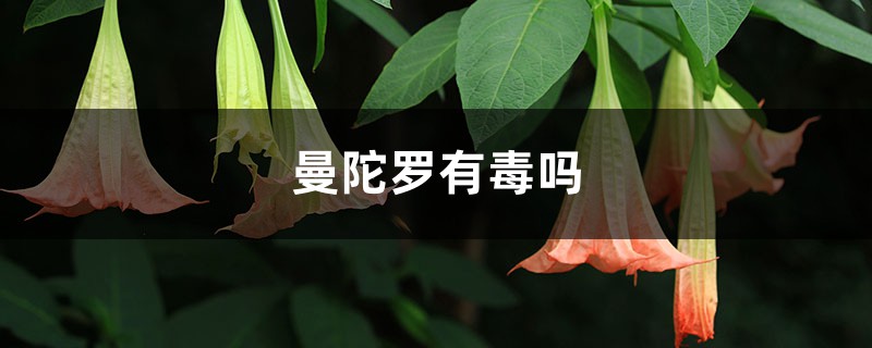 曼陀羅有毒嗎，曼陀羅花圖片