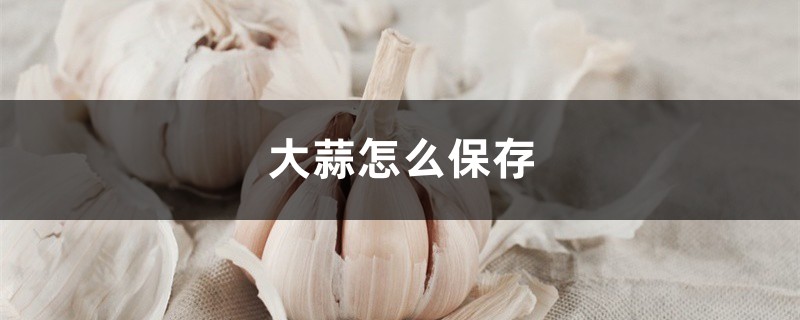 大蒜怎么保存，發(fā)了芽的大蒜能吃嗎