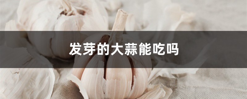 發(fā)芽的大蒜能吃嗎，大蒜怎么保存不發(fā)芽