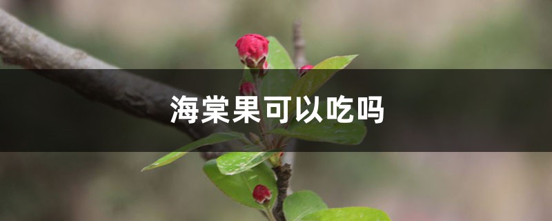 海棠果可以吃嗎，海棠果什么時(shí)候成熟