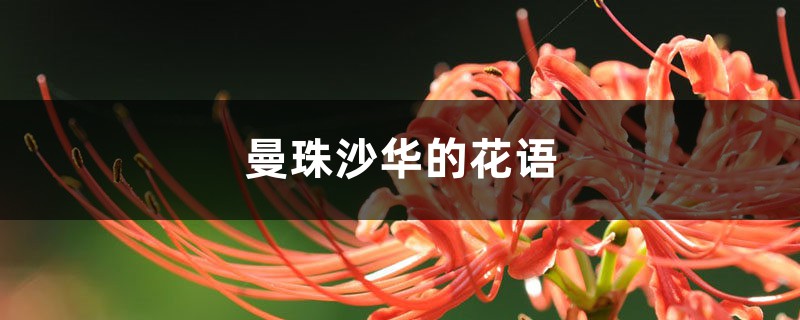 曼珠沙華的花語，曼珠沙華圖片