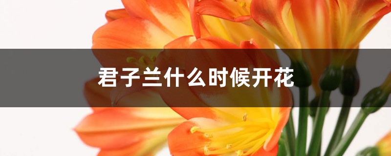 君子蘭什么時(shí)候開花，君子蘭花語