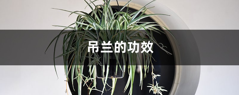 吊蘭的功效，吊蘭有什么作用