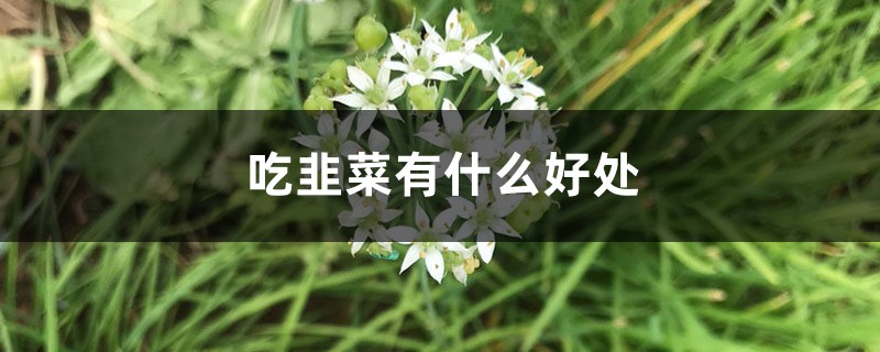 吃韭菜有什么好處，男人吃韭菜的好處