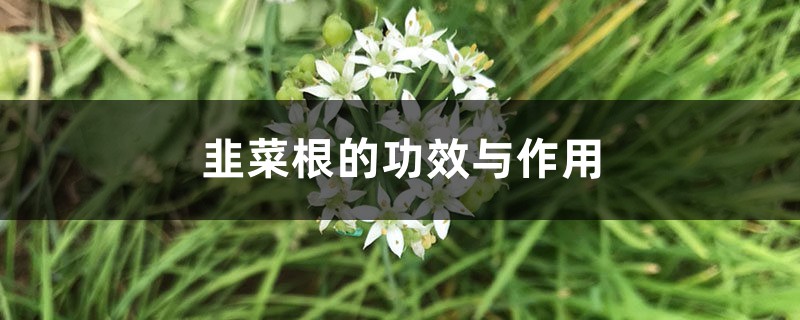 韭菜根的功效與作用