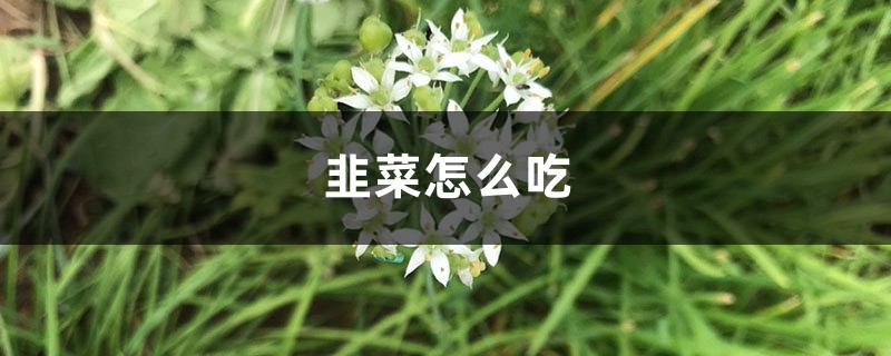 韭菜怎么吃，吃韭菜的好處