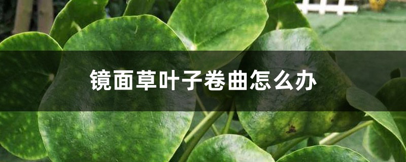 鏡面草葉子卷曲怎么辦