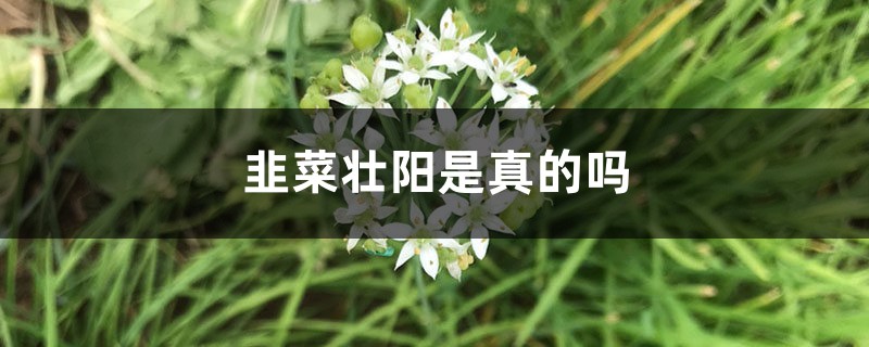 韭菜壯陽(yáng)是真的嗎，韭菜的作用