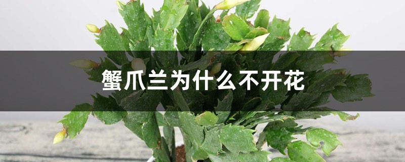 蟹爪蘭為什么不開花