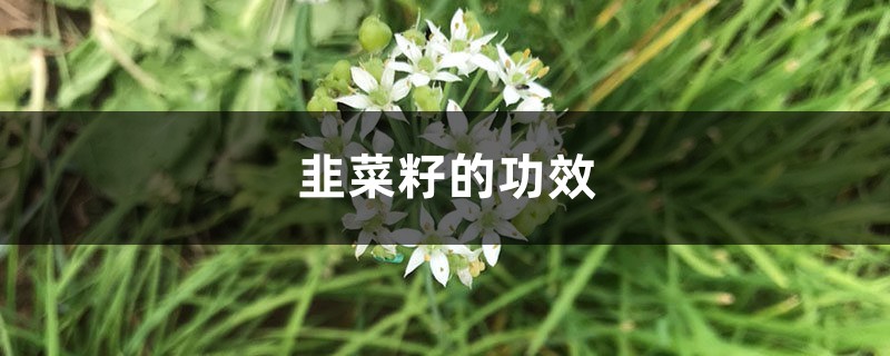 韭菜籽的功效，韭菜籽怎么吃