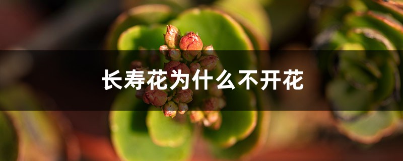 長壽花為什么不開花