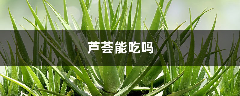 蘆薈能吃嗎，蘆薈有什么作用