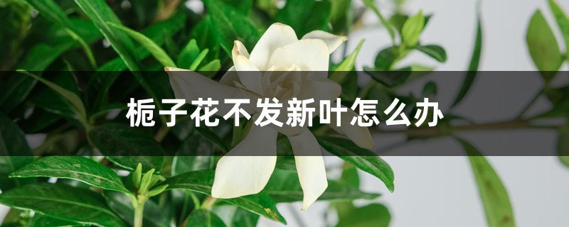 梔子花不發(fā)新葉怎么辦