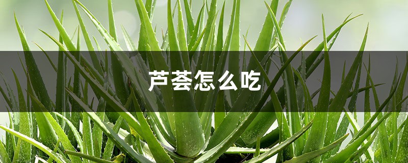 蘆薈可以吃嗎，蘆薈怎么吃