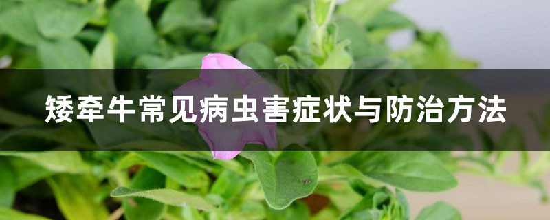 矮牽牛的病蟲(chóng)害防治大全