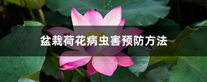 盆栽荷花病蟲(chóng)害預(yù)防方法