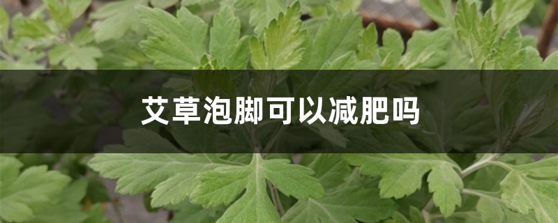 艾草泡腳可以減肥嗎，艾草泡腳有什么作用