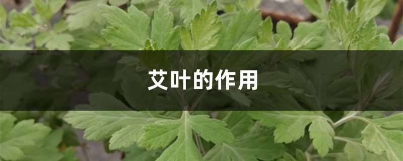 艾葉的作用，艾葉和艾草一樣嗎