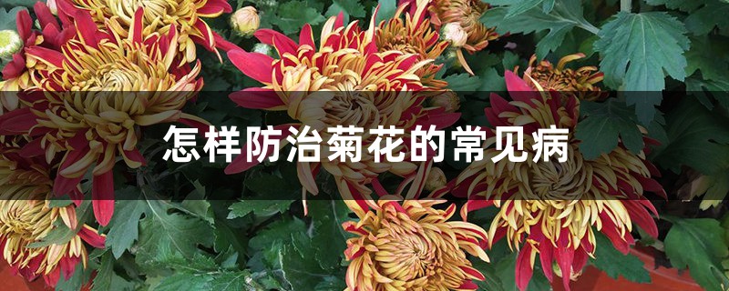 怎樣防治菊花的常見(jiàn)病