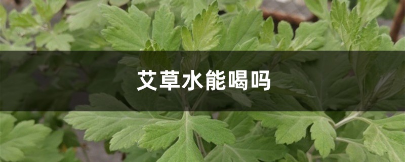 艾草水能喝嗎，艾草能泡水喝嗎